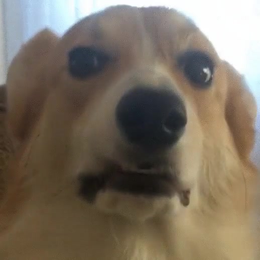 decir,quien,rascarme,perro