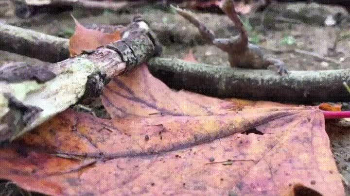 rana,animales,capaces,saltos,majestuoso