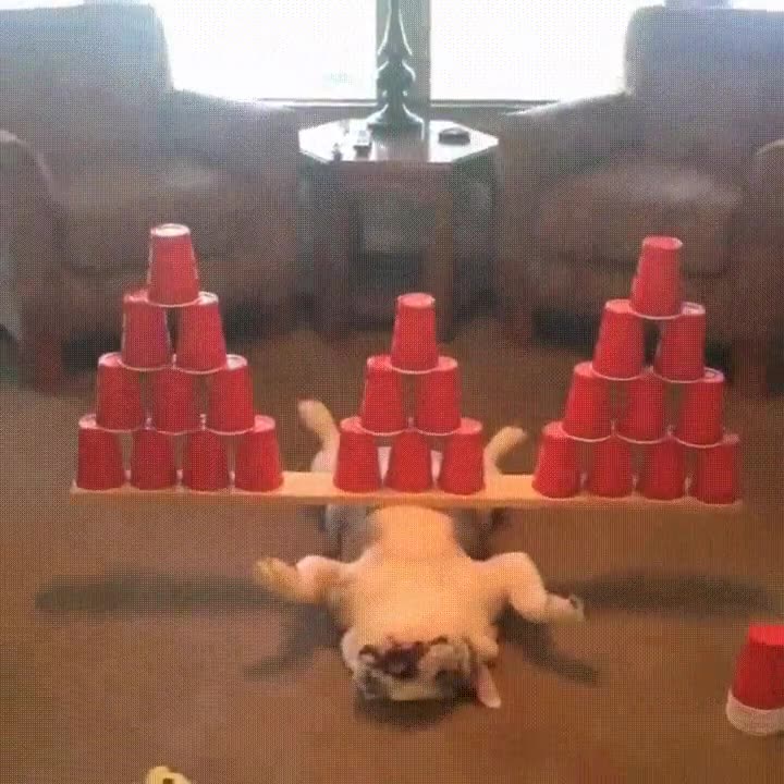 perros,despertar,siestas,pasar,todo,vasos