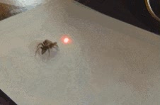 ara&ntilde;a,sentirse,atra&iacute;das,punteros,laser