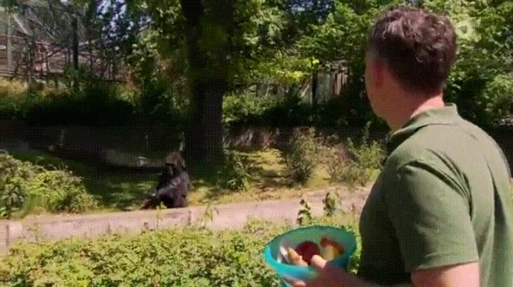 gorila,harto,tirar,comida