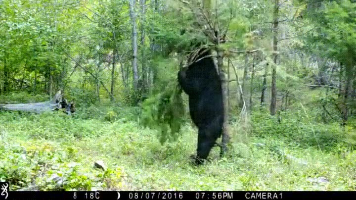 oso,rascar,espalda,arbol,disfrutar