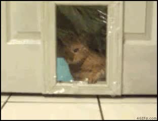 malditas,trampas,pl&aacute;stico,gatos,puerta,agujero