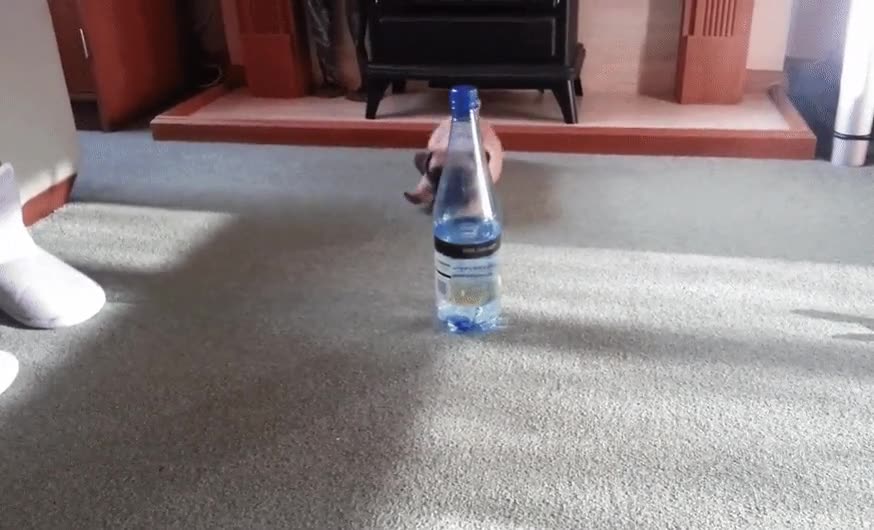 cachorro,versus,botella,agua,batalla,epica,todas