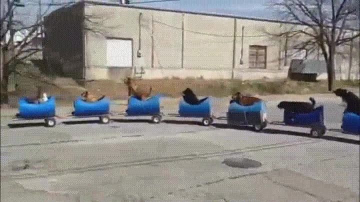 perros,subir,tren,hype,excursi&oacute;n