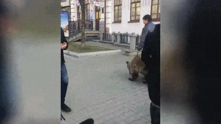rusia,normal,gente,pasear,oso,compa&ntilde;&iacute;a