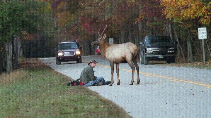 ver,cerca,aprovechar,fotografo,carretera
