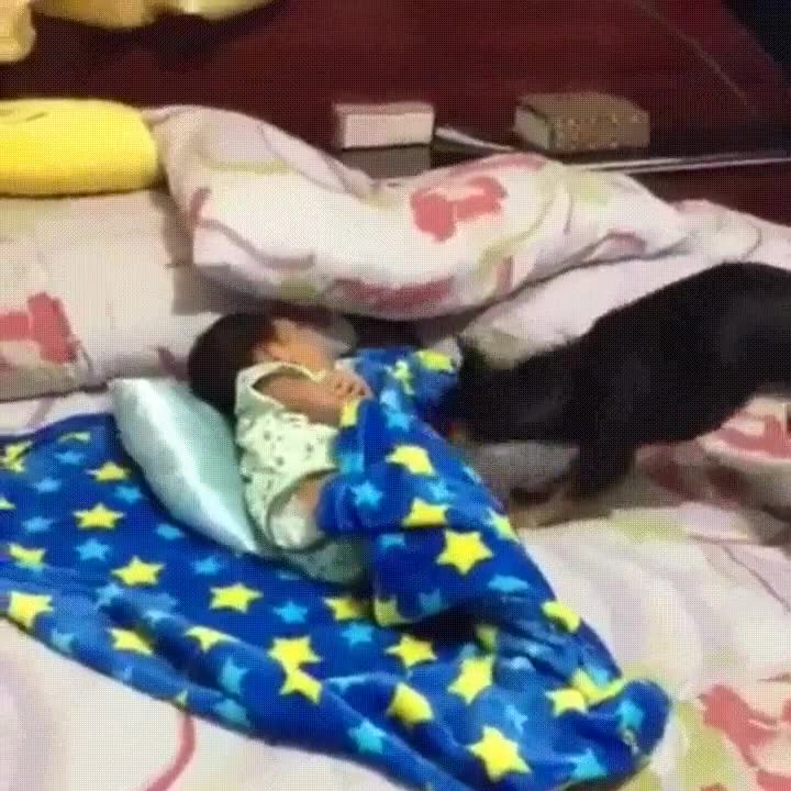 perro,preocupar,peque&ntilde;o,casa,frio