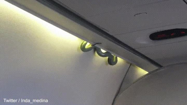 snakes on a plane,serpientes,avion,realidad