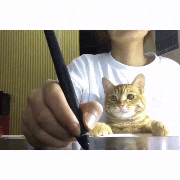 algo,recibir,atenci&oacute;n,desaparecer