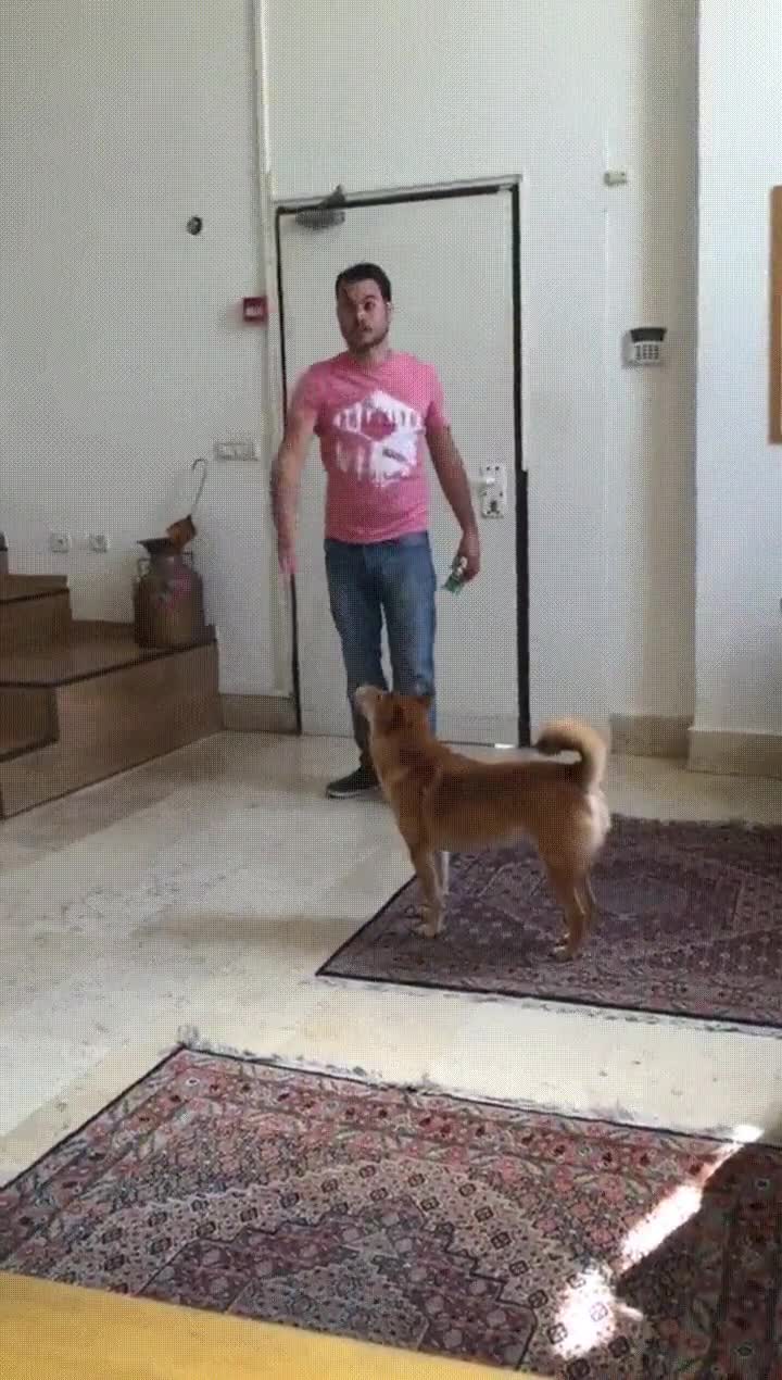 perro,pasota,mundo,tirar,pelota