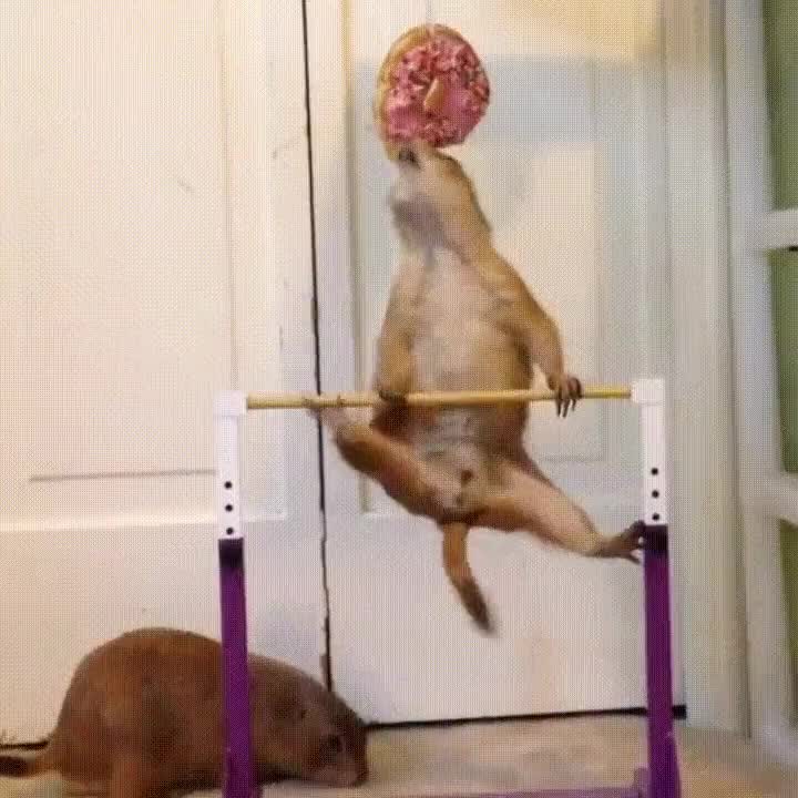 luchar,alcanzar,sue&ntilde;os,barra,comida