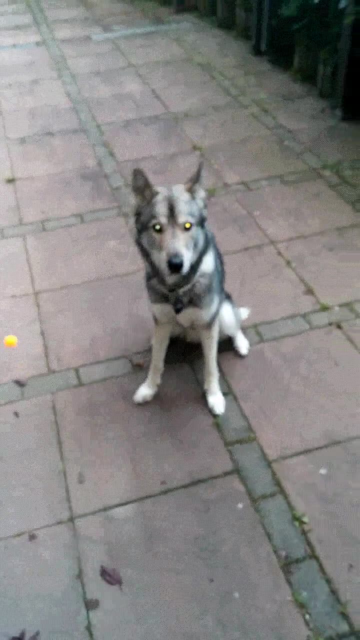 creo,tener,perro,juguet&oacute;n,mundo