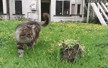 gato,perfectamente,camuflado,ambiente