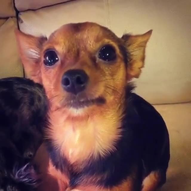 preguntar,novia,salir,amigos,cara,perro