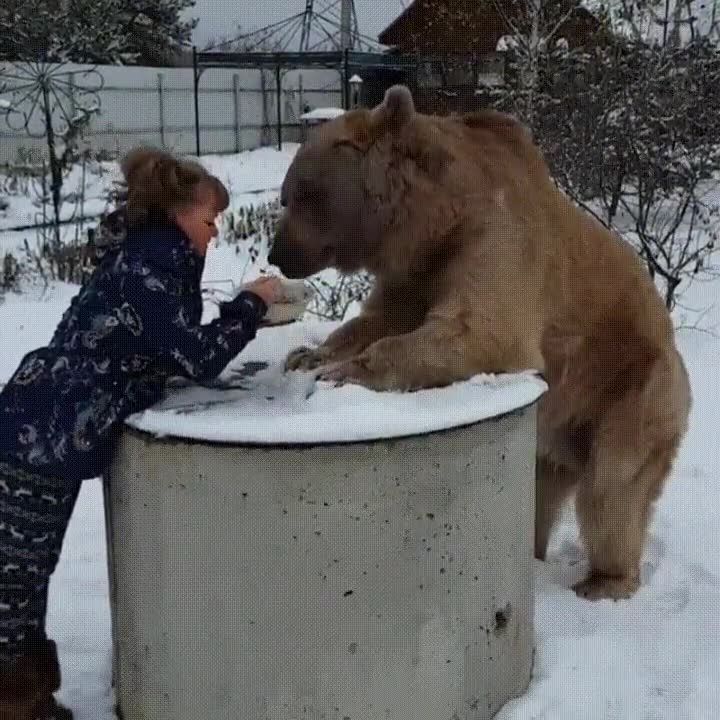 compartir,velada,romantica,oso,compa&ntilde;&iacute;a