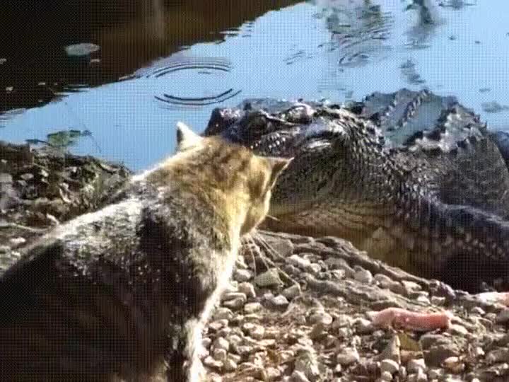 gatos,capaces,bordes,todo el mundo,cocodrilo