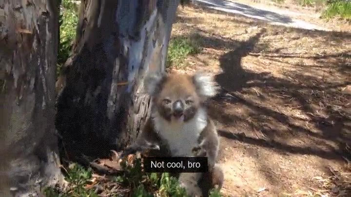 cara,quedar,hermano,gastar,broma,koala