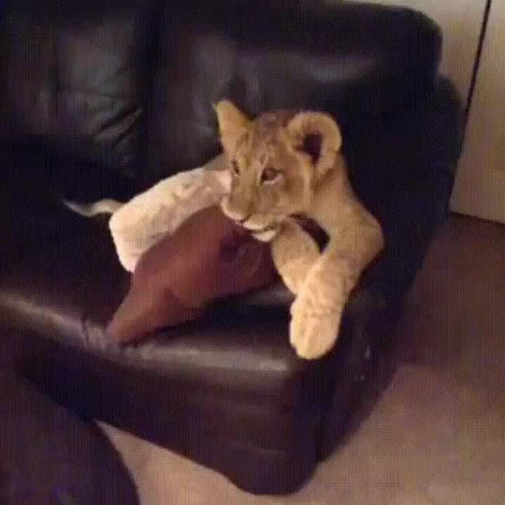 animales,enganchados,mirar,tele,dora la exploradora