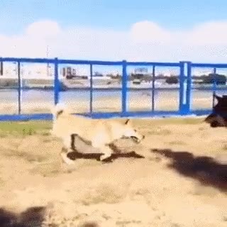 perros,ver,demasiadas,veces,pel&iacute;culas,matrix