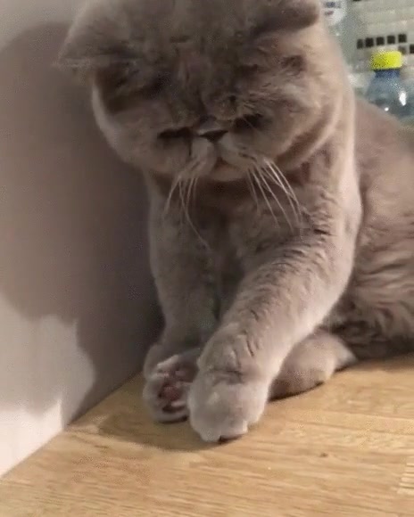 gato,obsesi&oacute;n,tap&oacute;n,botella