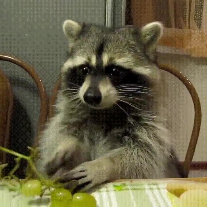 estar,todos,nosotros,comer,uvas,nochevieja