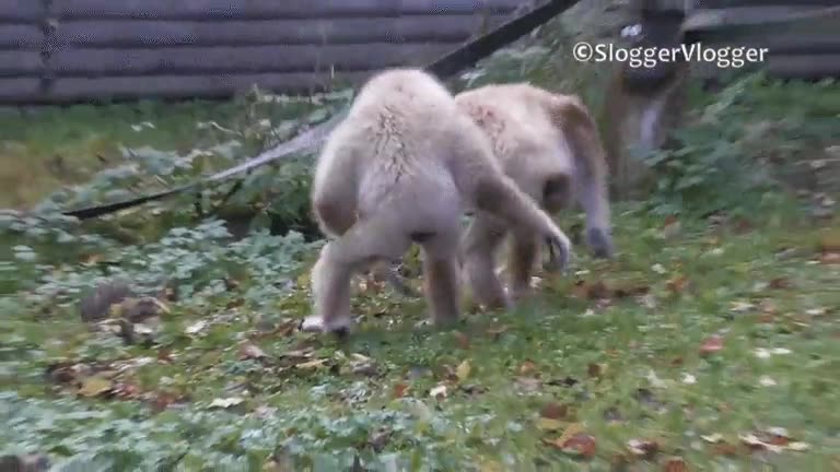 ellos,tambi&eacute;n,miedo,ratas
