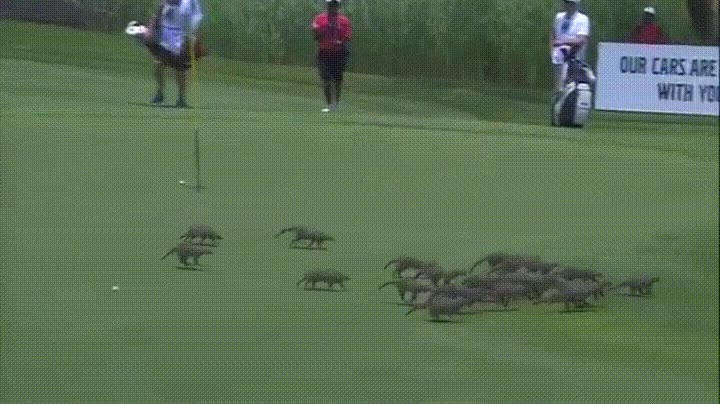 mangostas,invadir,campo,golf,torneo