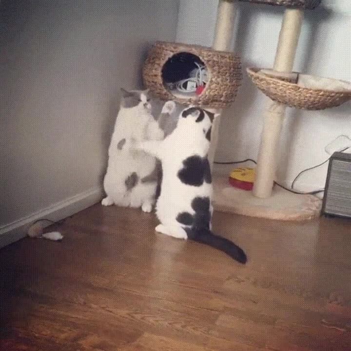 pelea,parezosa,todas,gatos