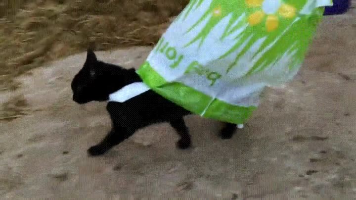 gato,creer,superheroe,bolsa,volar