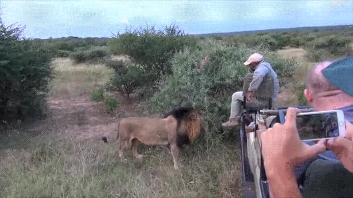 le&oacute;n,importar,tres pueblos,humanos