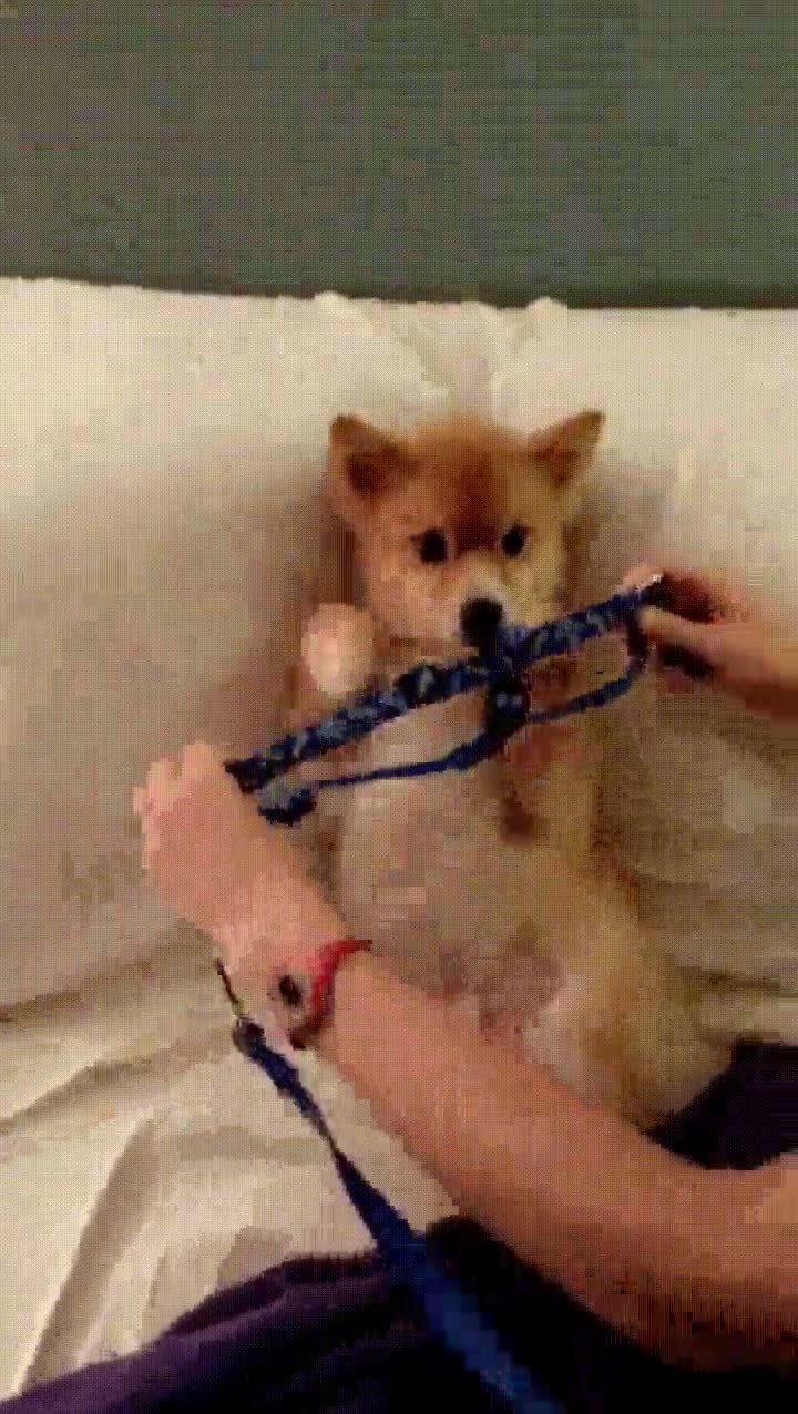 algo,decir,ganas,salir,dar,paseo,perro