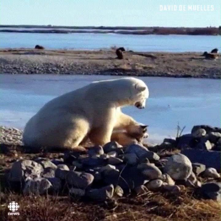 oso,polar,acariciar,cabeza,perro,amigo
