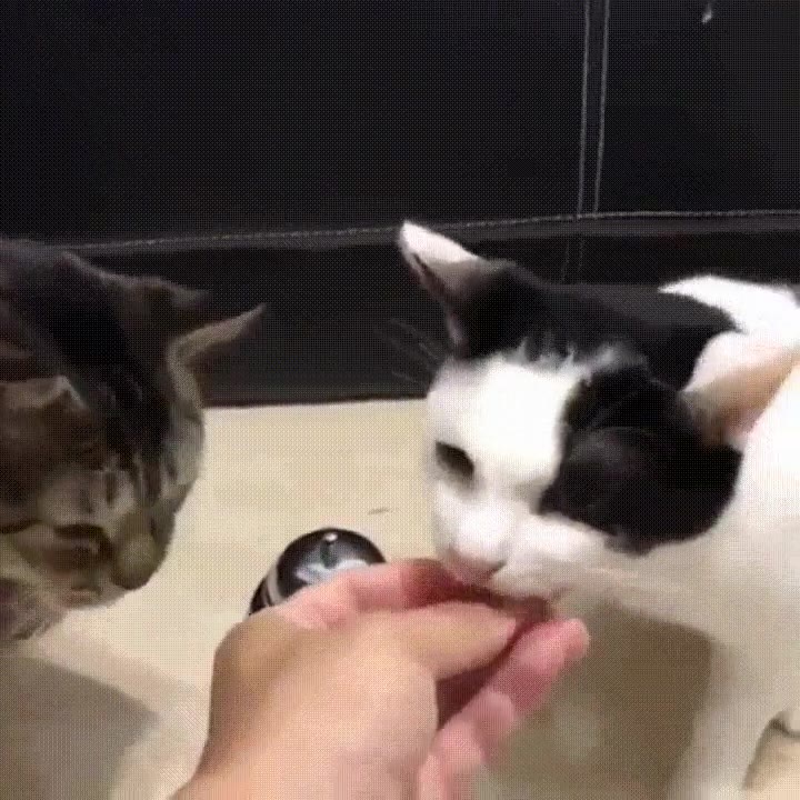 gato,aprender,sonar,campana,hambre