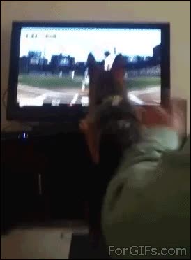 perro,jugar,demasiado,tele,wiisports