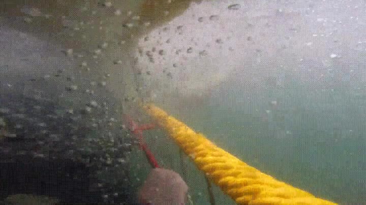 jaula,quitar,ganas,nadar,tiburones