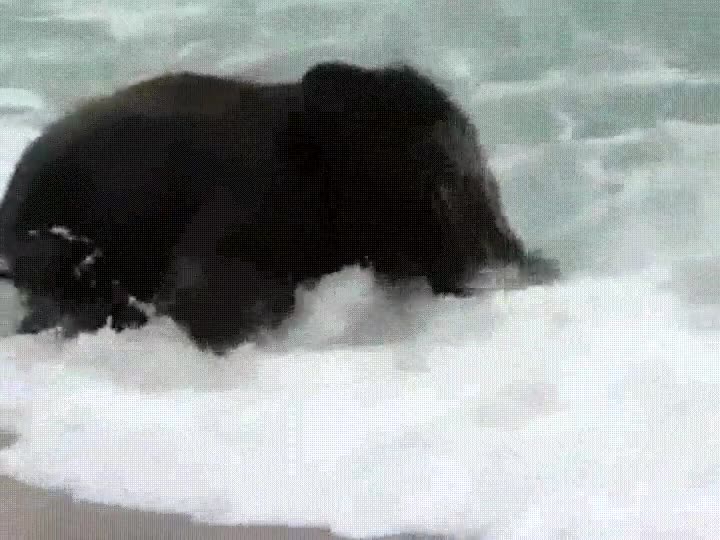 adorable,primer,dia,playa,elefante