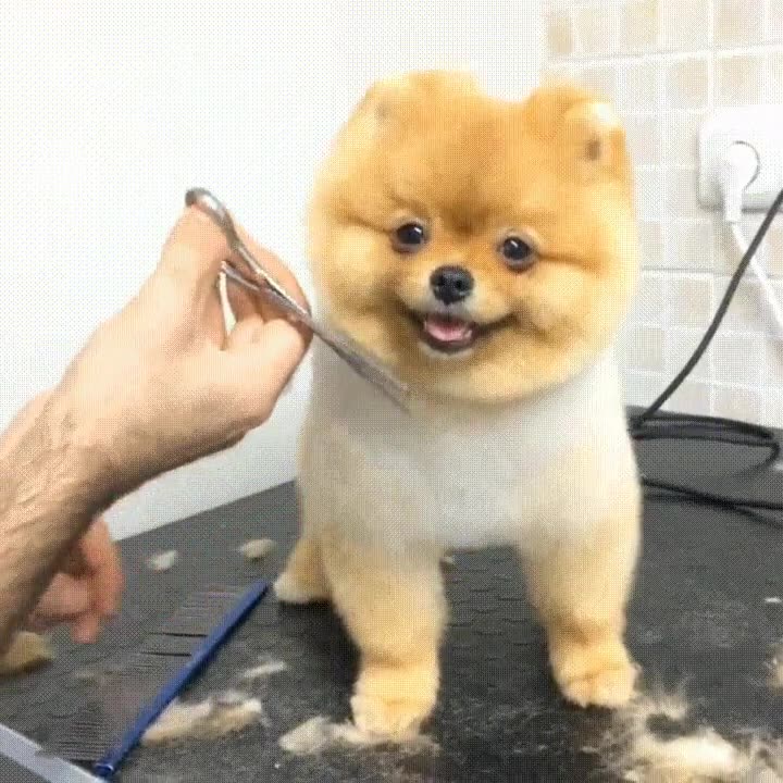 Mi objetivo en la vida es llegar a ser tan feliz como este perro objetivo,vida,llegar,feliz,perro,recortar,pelo,peluquero