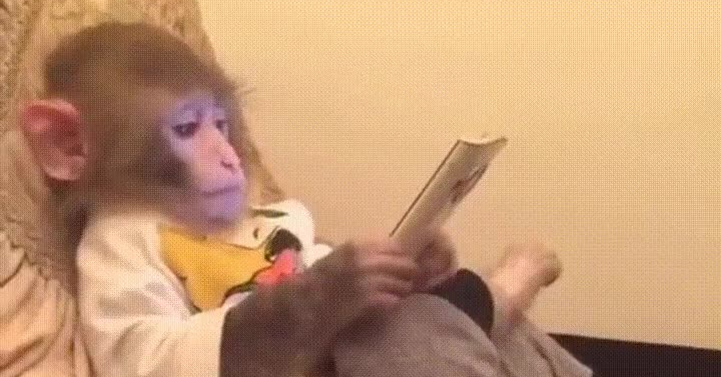 Гифки с обезьянами