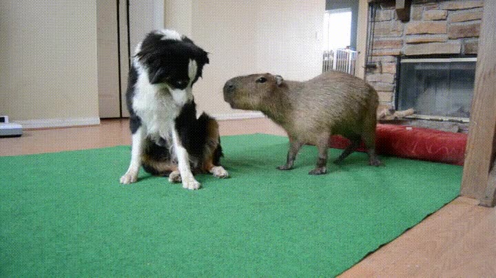 capybara,perro,intentar,secudir,discoteca,bailar