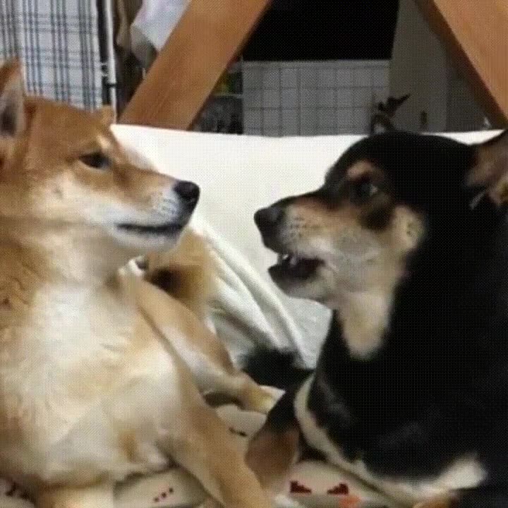 esfuerzo,perro,asustar,cara,campe&oacute;n