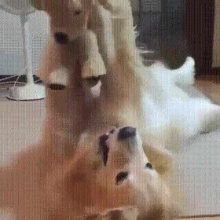 mejor,regalo,perro,peluche,igualitos