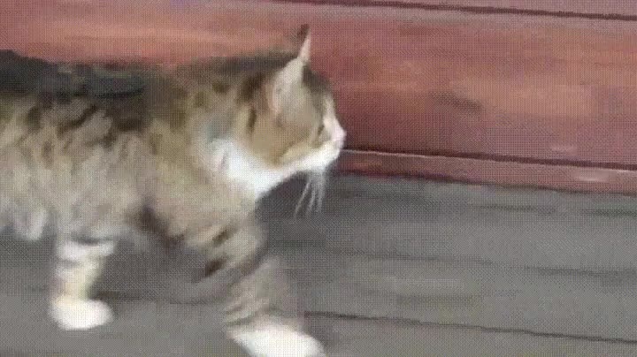 acercar,chica,gustar,actuar,forma,natural,gato