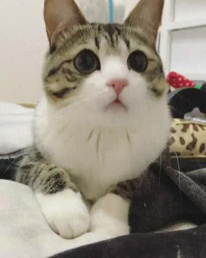 gato,bloqueado,dejar,funcionar