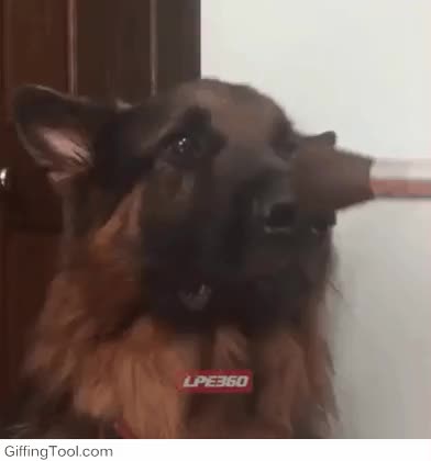 perros,sentirse,guapos,maquillaje