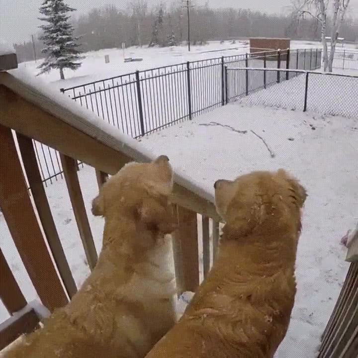 nada,disfrutar,d&iacute;a,nieve,compa&ntilde;&iacute;a,mejor amigo