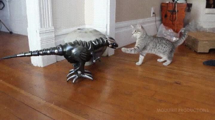 culpar,gato,miedo,juguete,dinosaurio,mal rollo