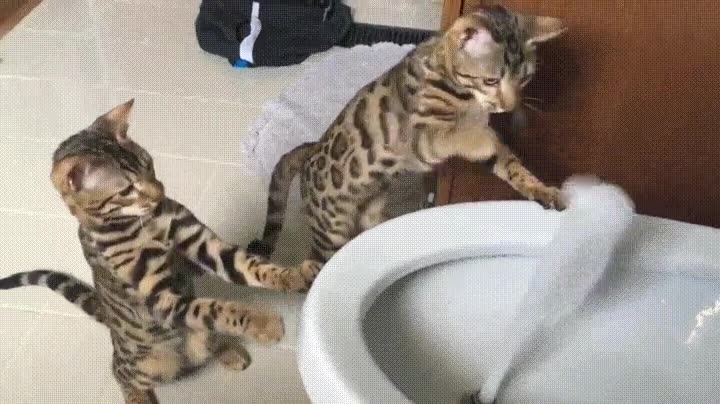 gatos,agua,vidé,brujería