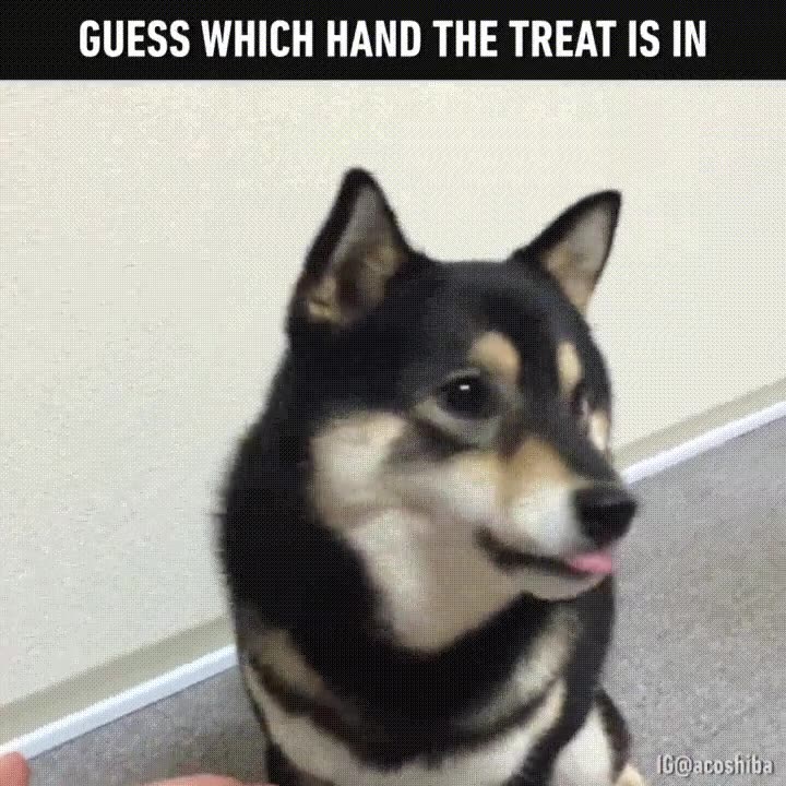 perro,aprender,trucos,magia