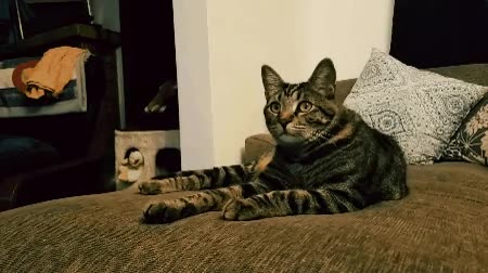 gato,enganchar,serie,television,gatos,gatoception